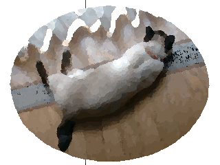 通称「社長」名前は*とび*